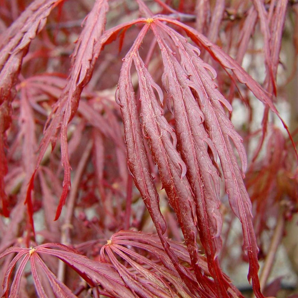 Érable du Japon - Acer palmatum Ryusen