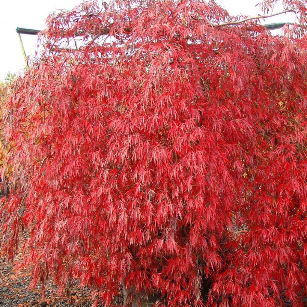 Érable du Japon - Acer palmatum Ryusen