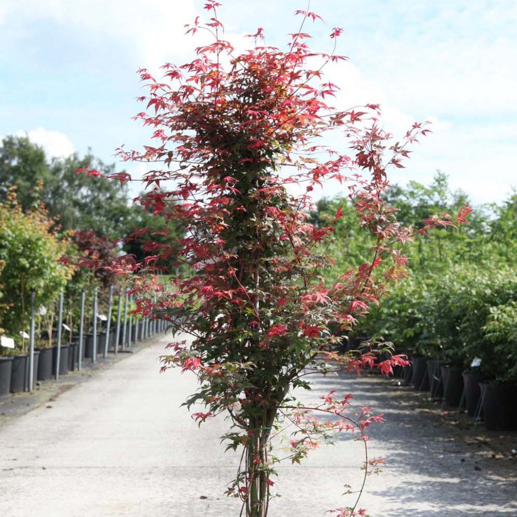 Erable du Japon - Acer palmatum Deshojo