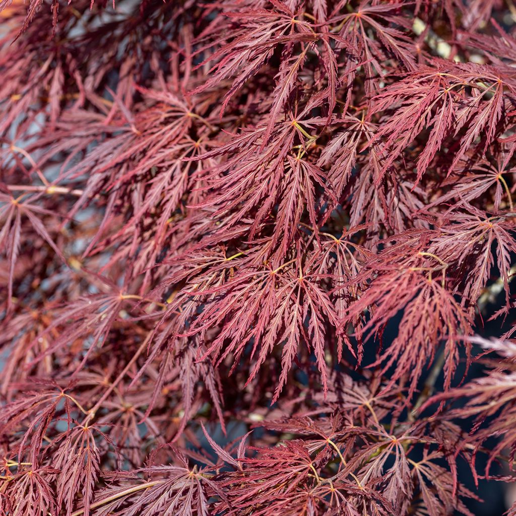 Erable du Japon - Acer palmatum Ornatum