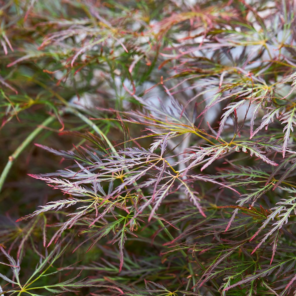 Erable du Japon - Acer palmatum Ornatum