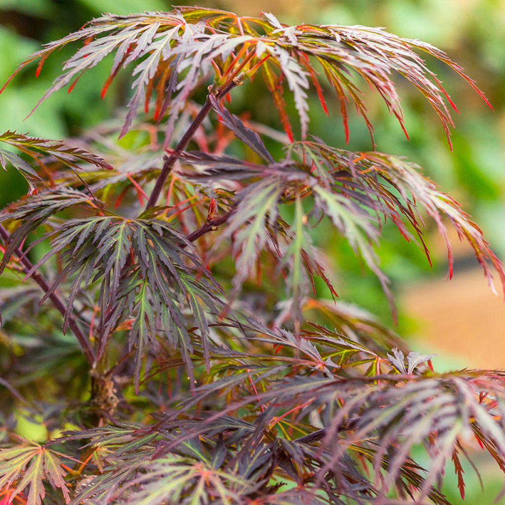 Erable du Japon - Acer palmatum Ornatum