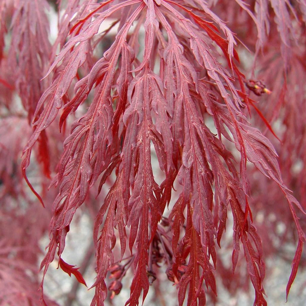 Érable du Japon - Acer palmatum Dissectum Tamukeyama