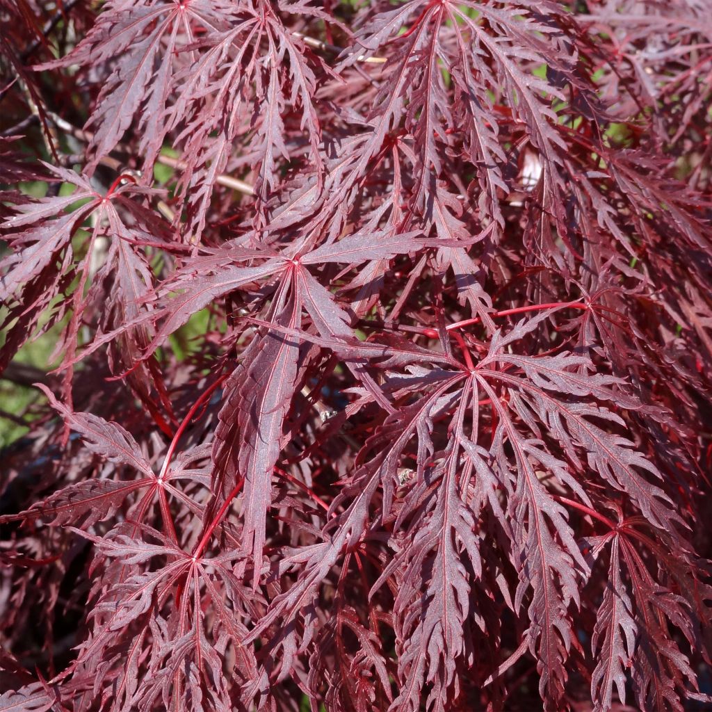 Erable du Japon - Acer palmatum Inaba-Shidare