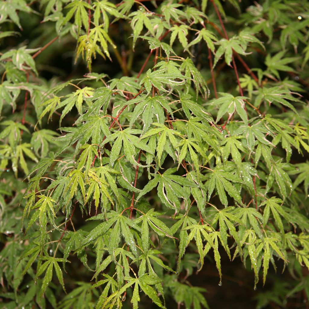 Erable du Japon - Acer palmatum Kagiri-nishiki (Roseomargina)