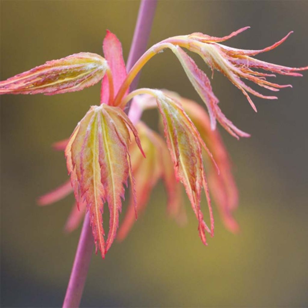 Erable du Japon - Acer palmatum Katsura