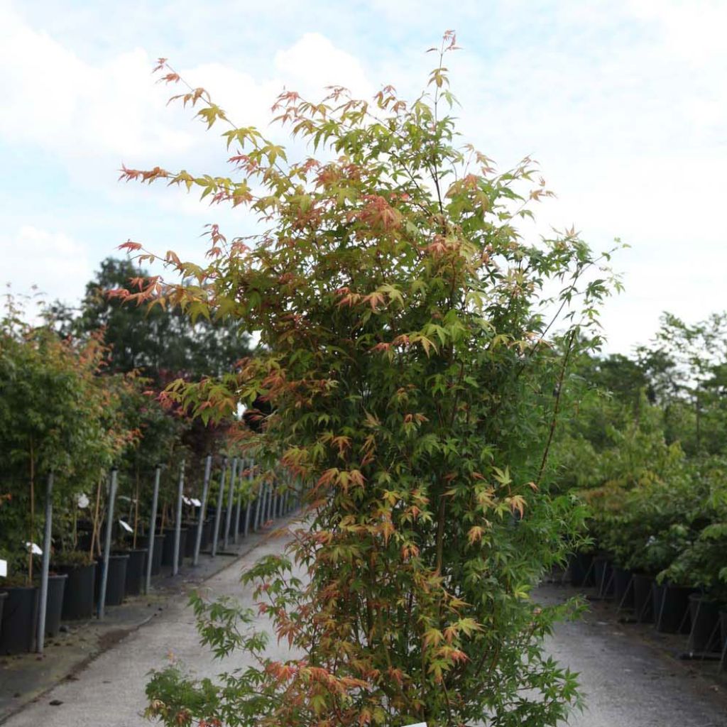 Erable du Japon - Acer palmatum Katsura
