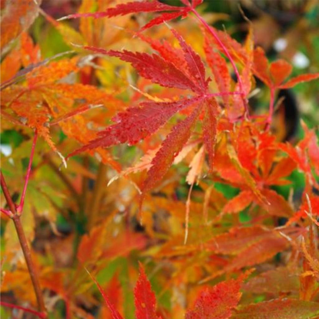 Érable du Japon - Acer palmatum Orange Flame