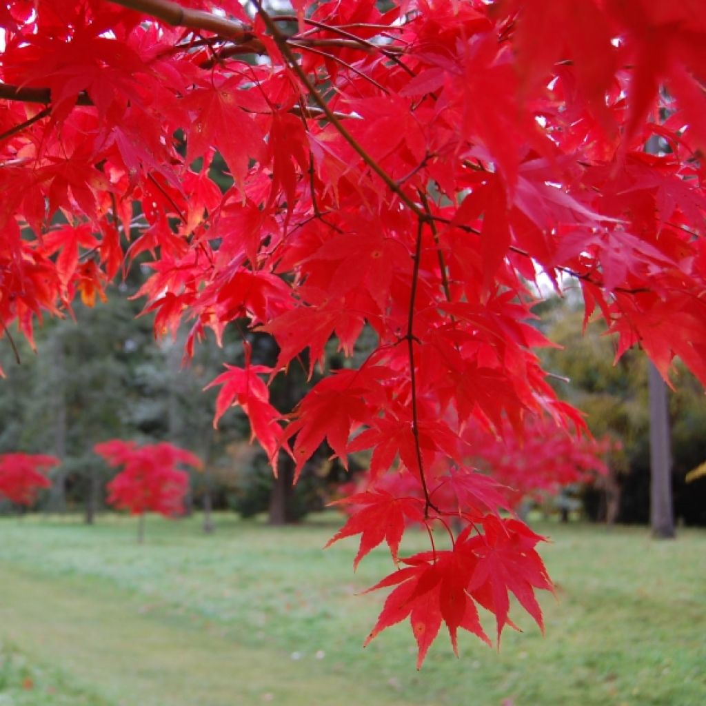 Érable du Japon - Acer palmatum Osakazuki