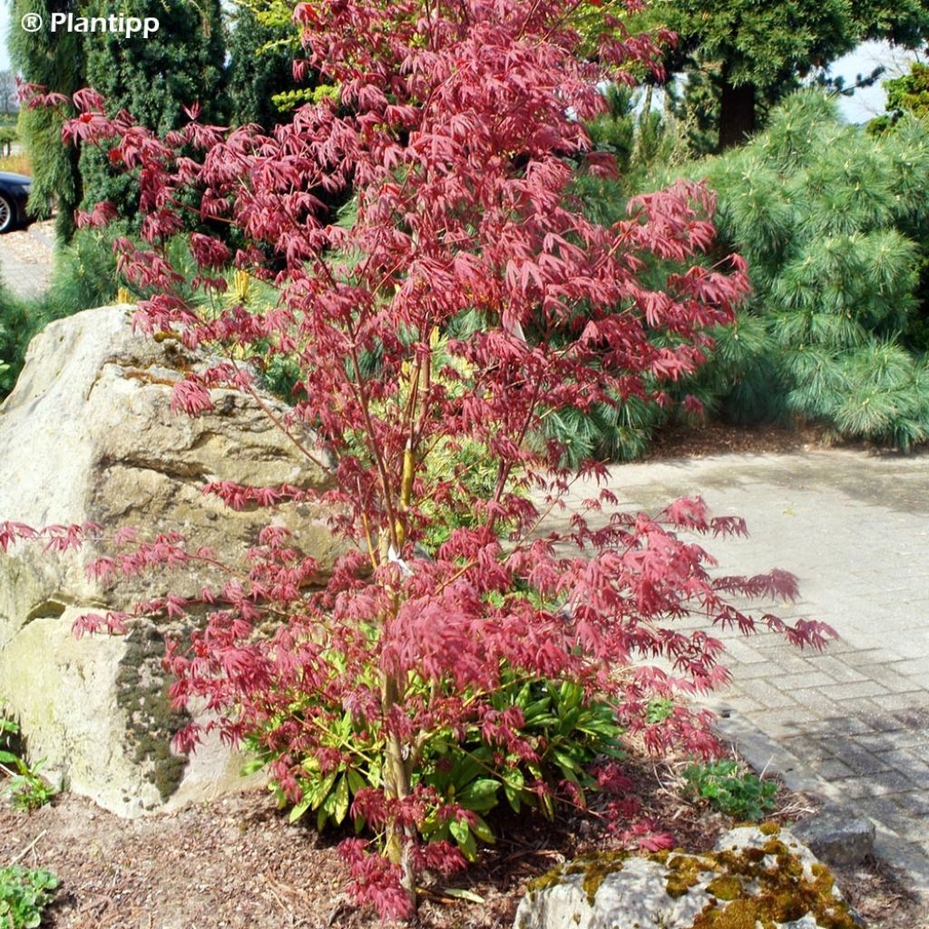 Érable du Japon - Acer palmatum Peve Starfish