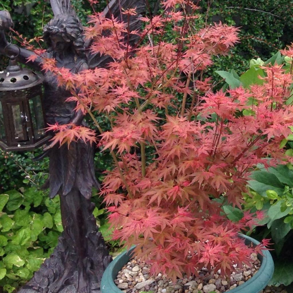 Érable du Japon Phoenix - Acer palmatum