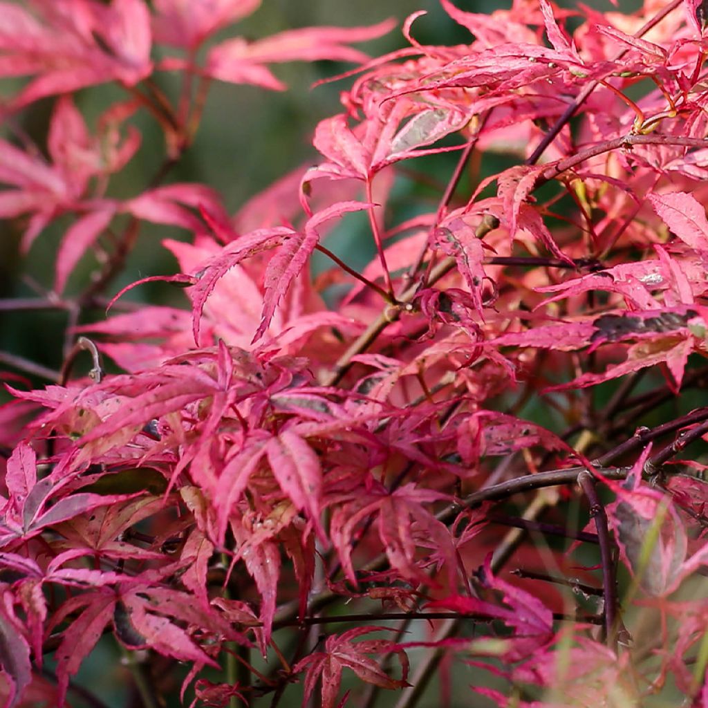 Erable du Japon - Acer palmatum Pink Passion
