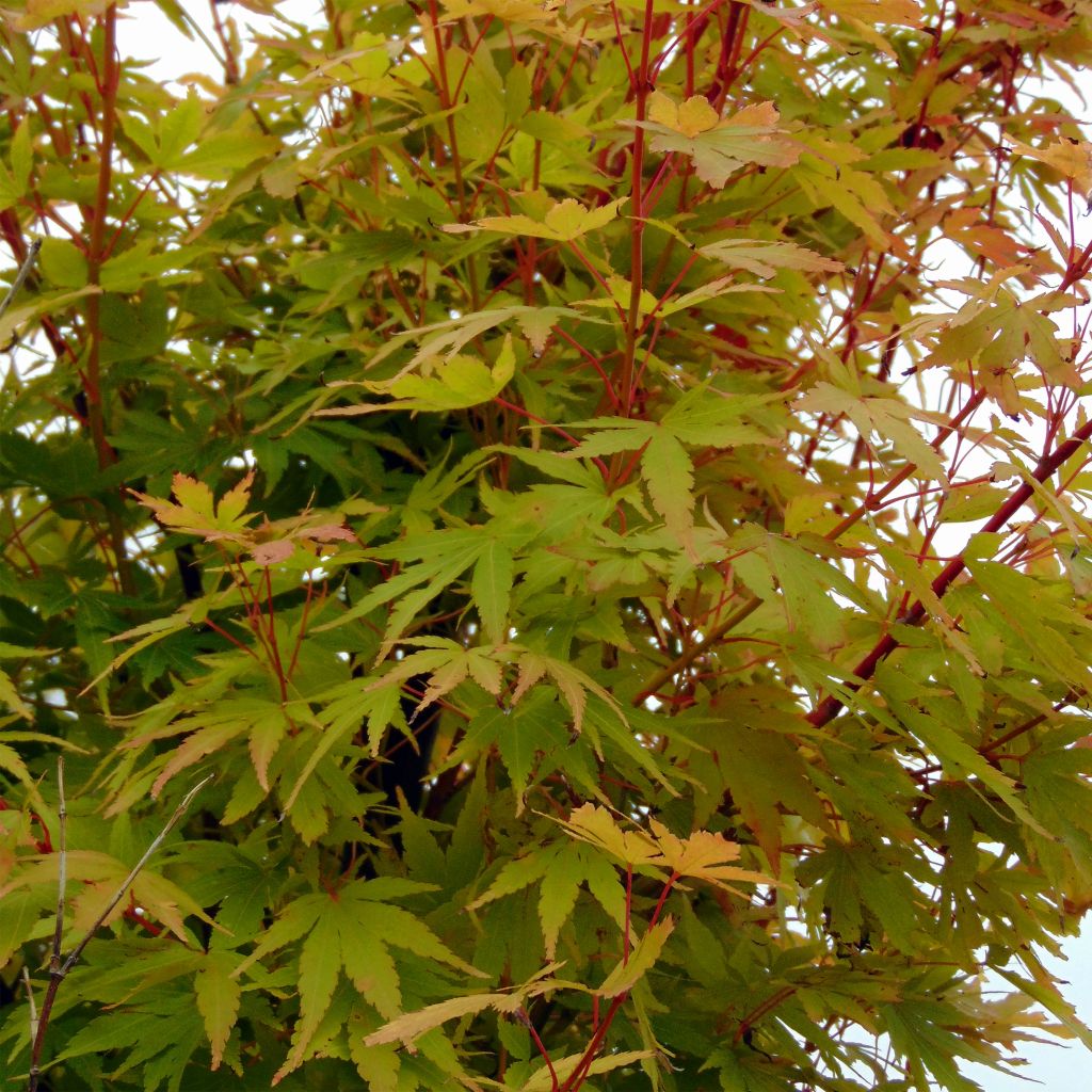 Erable du Japon - Acer palmatum Sangokaku (Senkaki) 