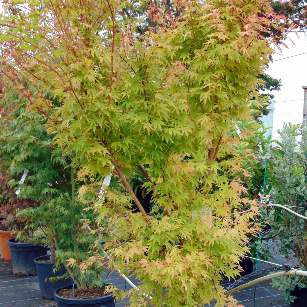 Erable du Japon - Acer palmatum Sangokaku (Senkaki)