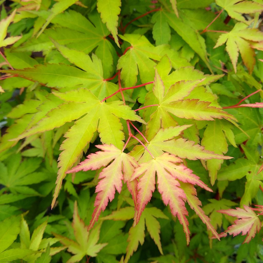 Erable du Japon - Acer palmatum Sangokaku (Senkaki)