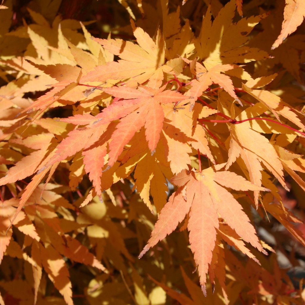 Erable du Japon - Acer palmatum Sangokaku (Senkaki)