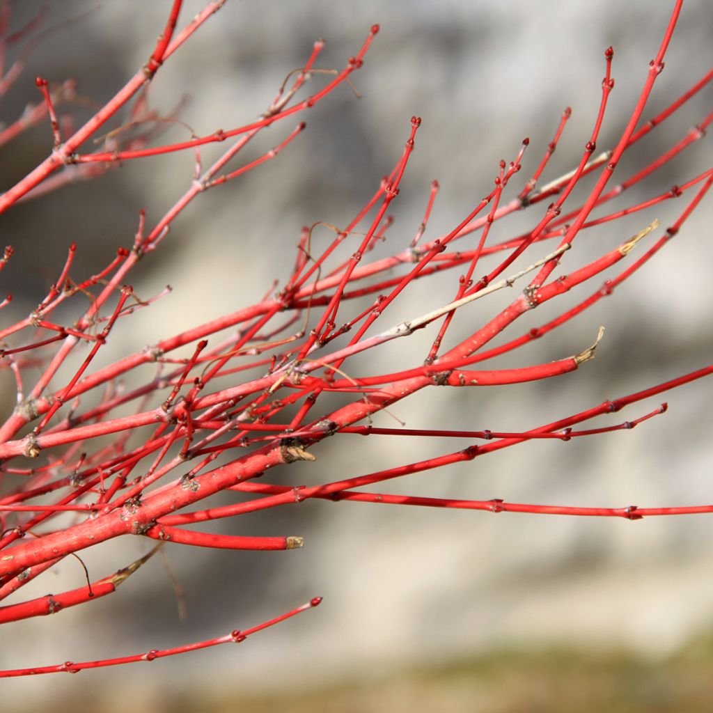 Erable du Japon - Acer palmatum Sangokaku (Senkaki)