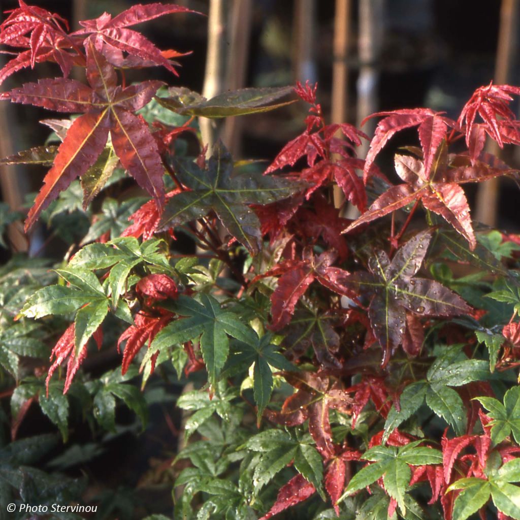 Érable du Japon - Acer palmatum Shindeshojo