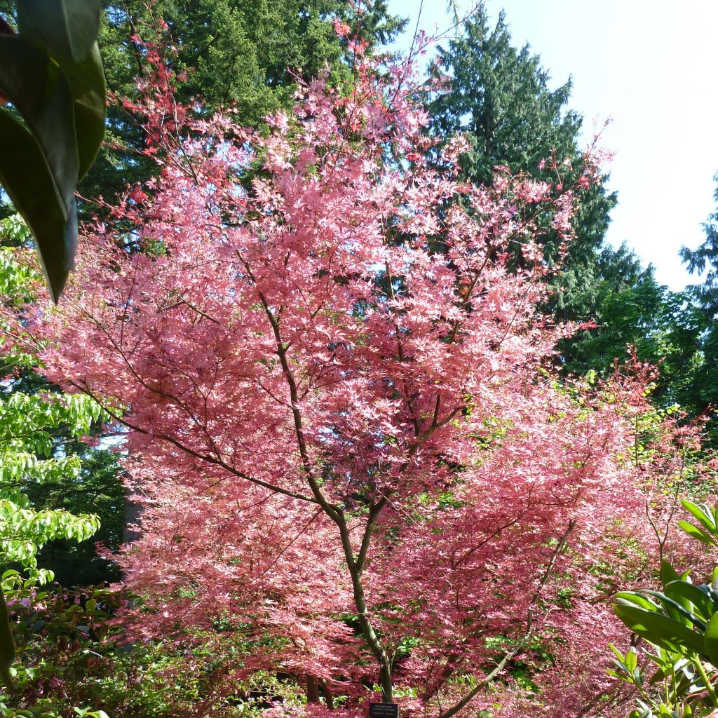 Érable du Japon - Acer palmatum Shindeshojo