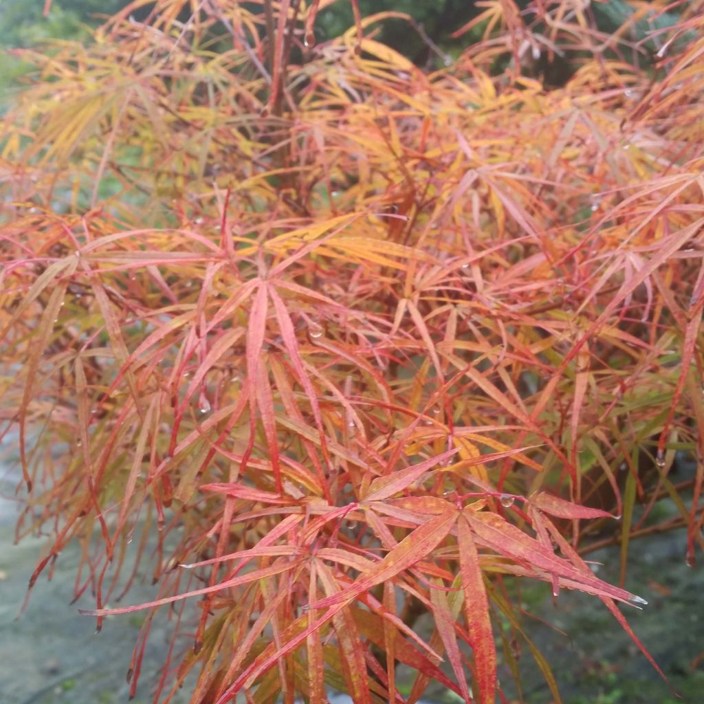 Erable du Japon - Acer palmatum Villa taranto