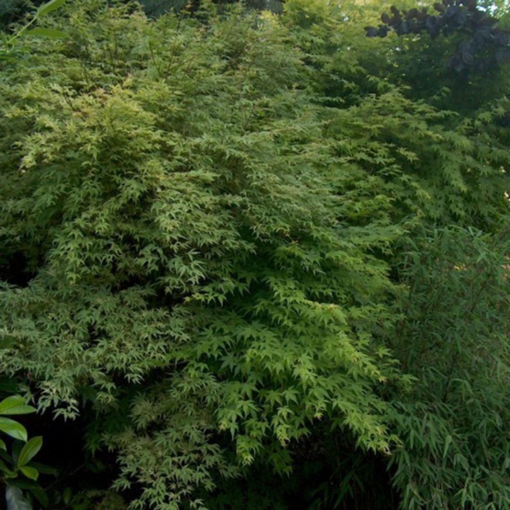 Érable du Japon - Acer palmatum