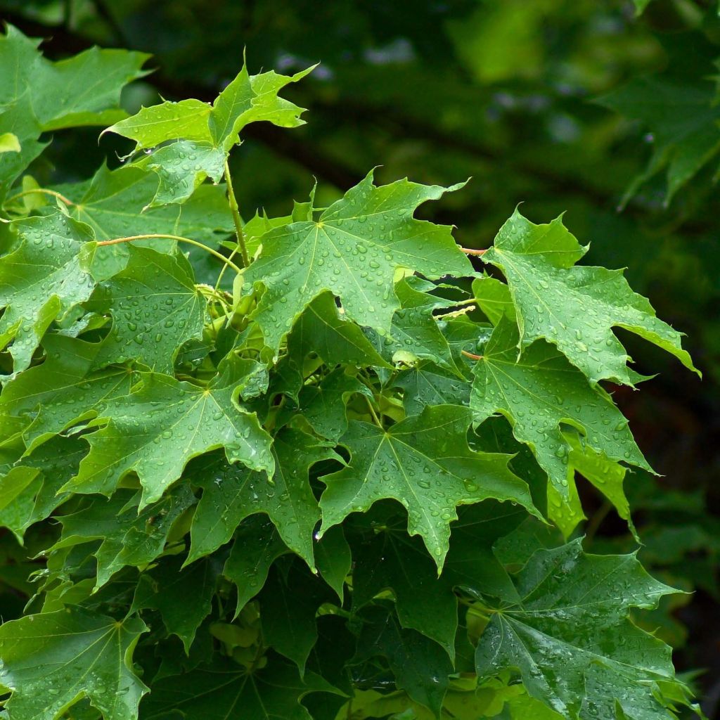 Acer platanoides - Érable plane