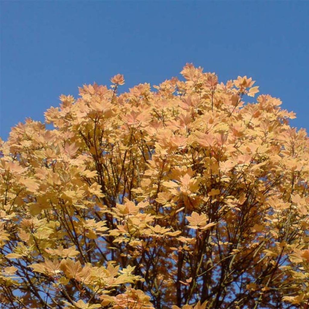Erable sycomore - Acer pseudoplatanus Brilliantissimum