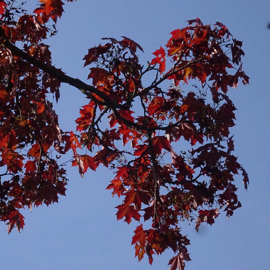 Acer platanoides Royal Red - Érable plane