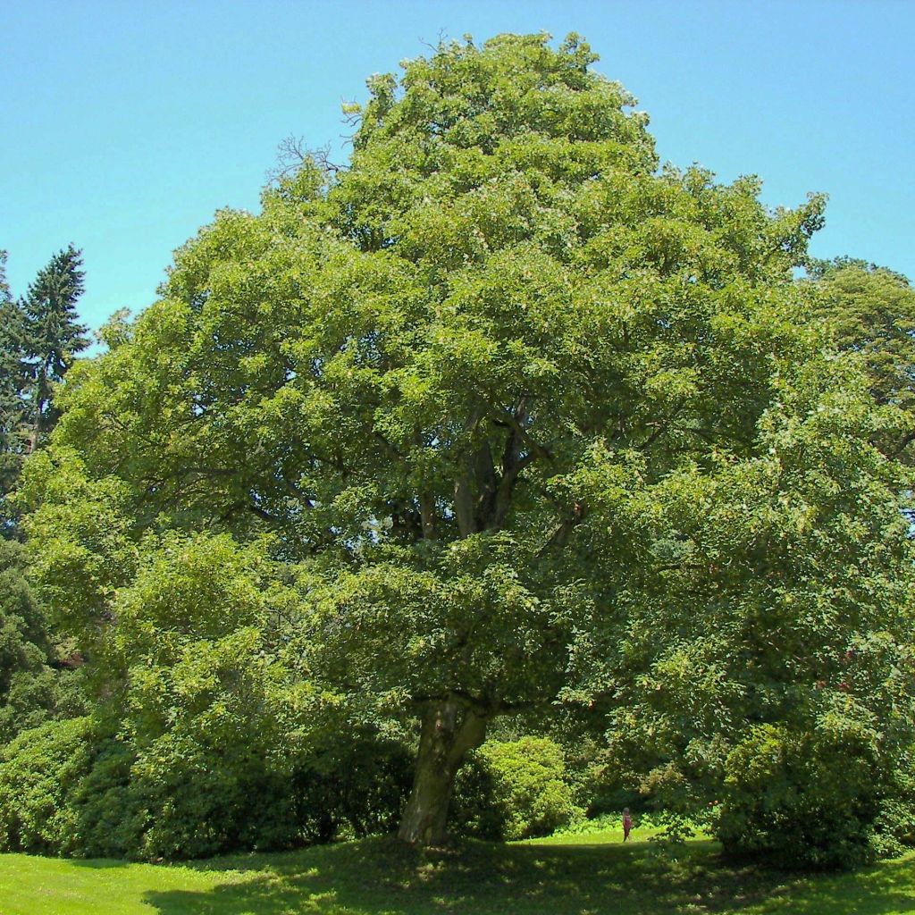 Érable sycomore - Acer pseudoplatanus