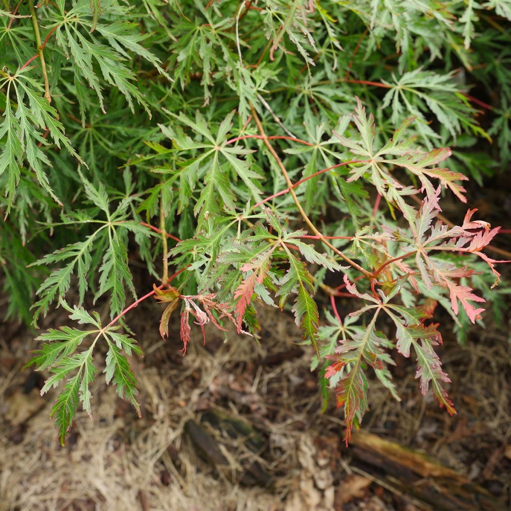 Erable du Japon - Acer pseudosieboldianum Ice dragon