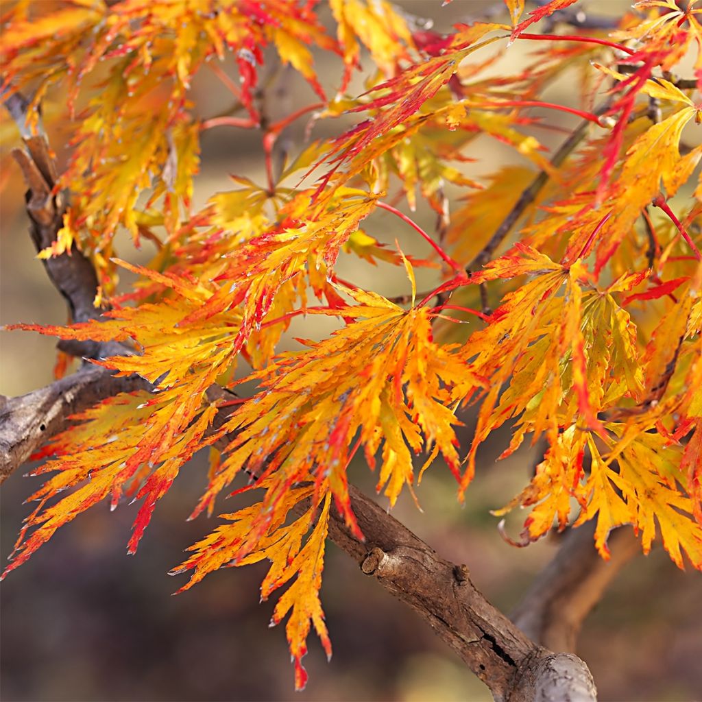 Erable du Japon - Acer pseudosieboldianum Ice dragon