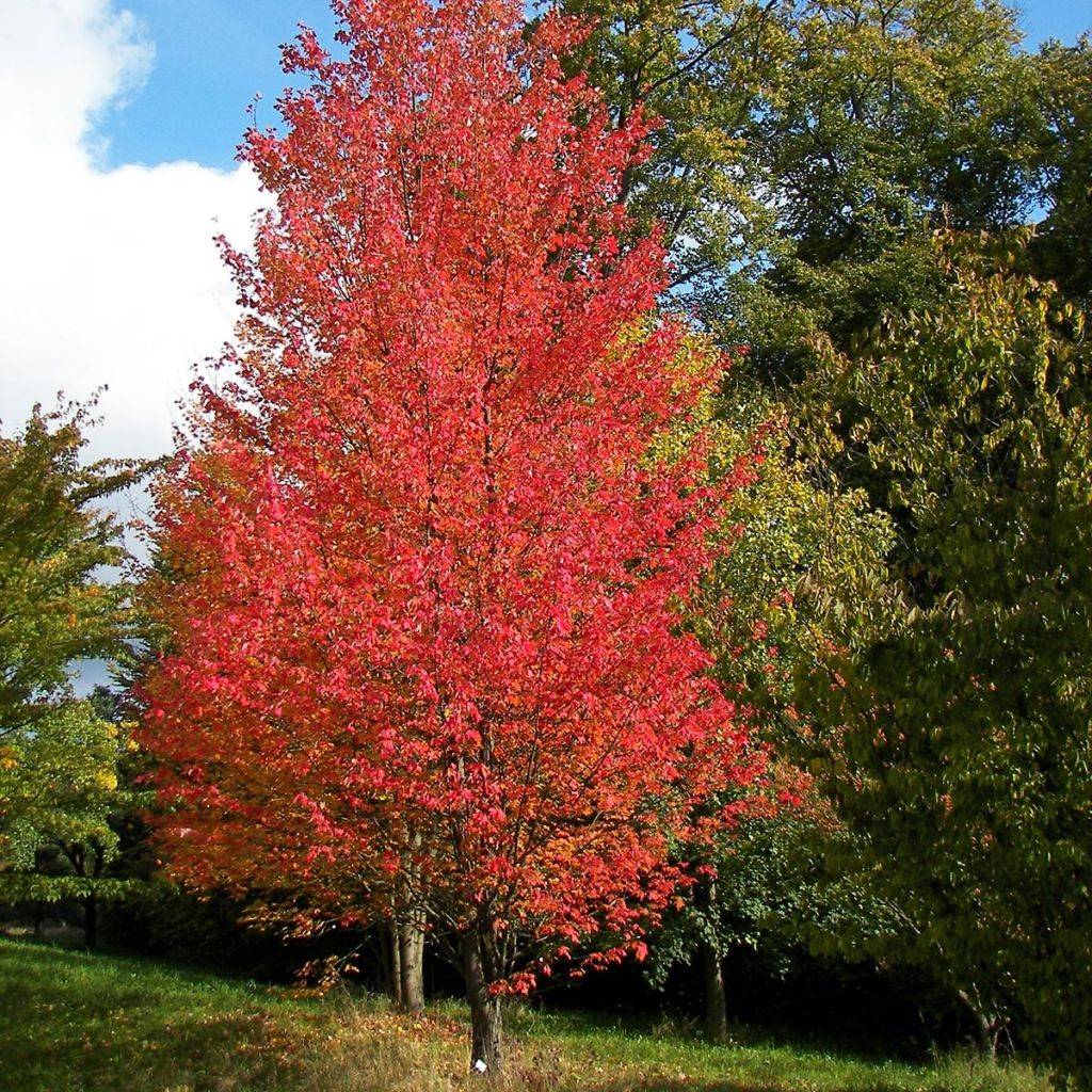 Acer rubrum Armstrong - Érable rouge
