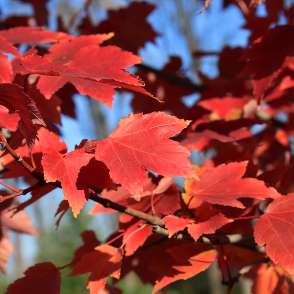 Acer rubrum Fairview Flame - Erable rouge