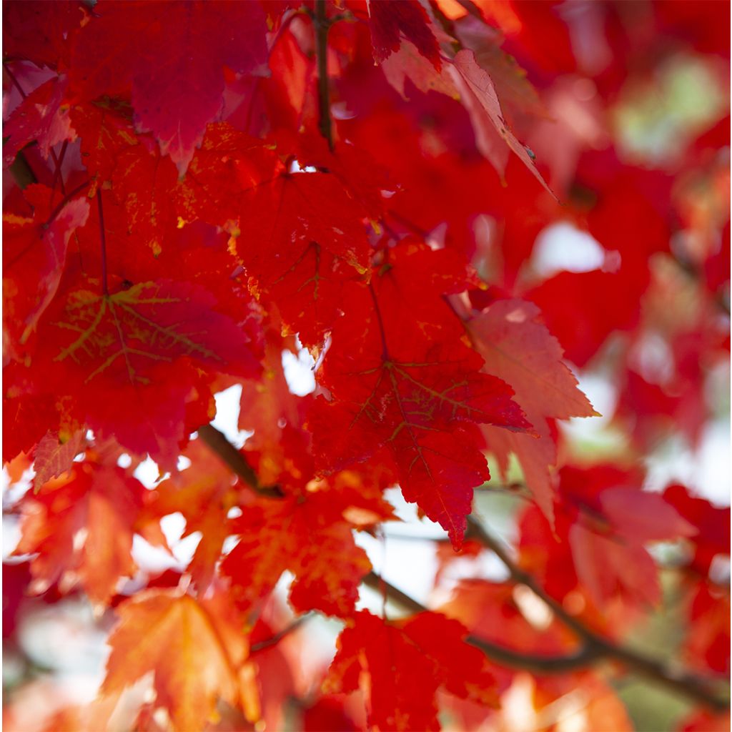 Érable rouge - Acer rubrum Summer Red