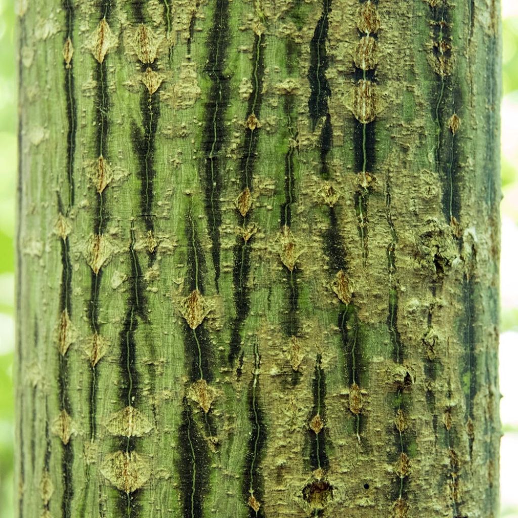 Acer rufinerve - Erable à peau de serpent