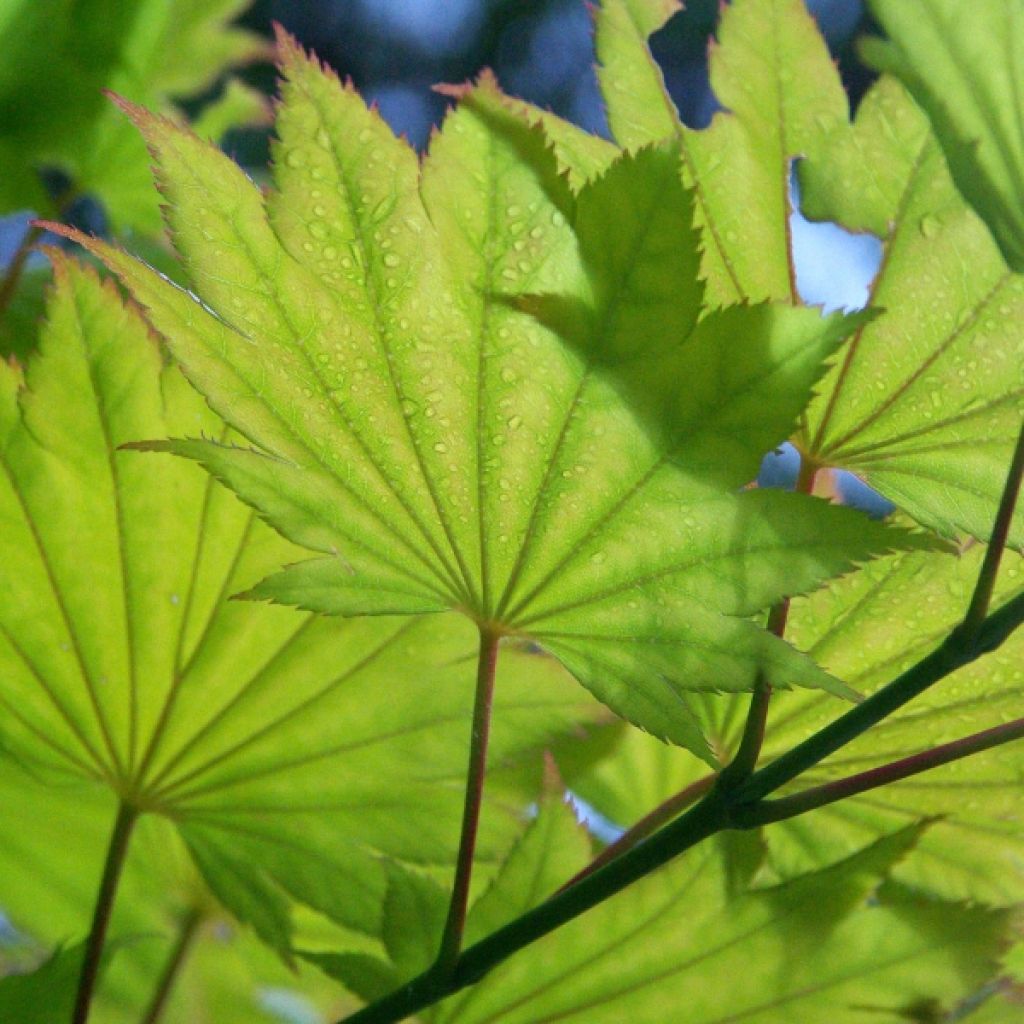 Érable du Japon - Acer shirasawanum Aureum