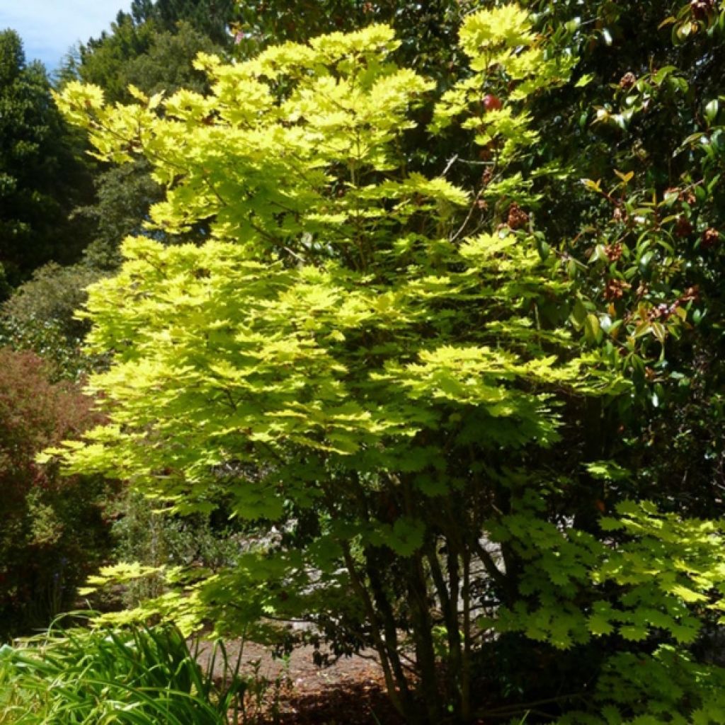 Érable du Japon - Acer shirasawanum Aureum