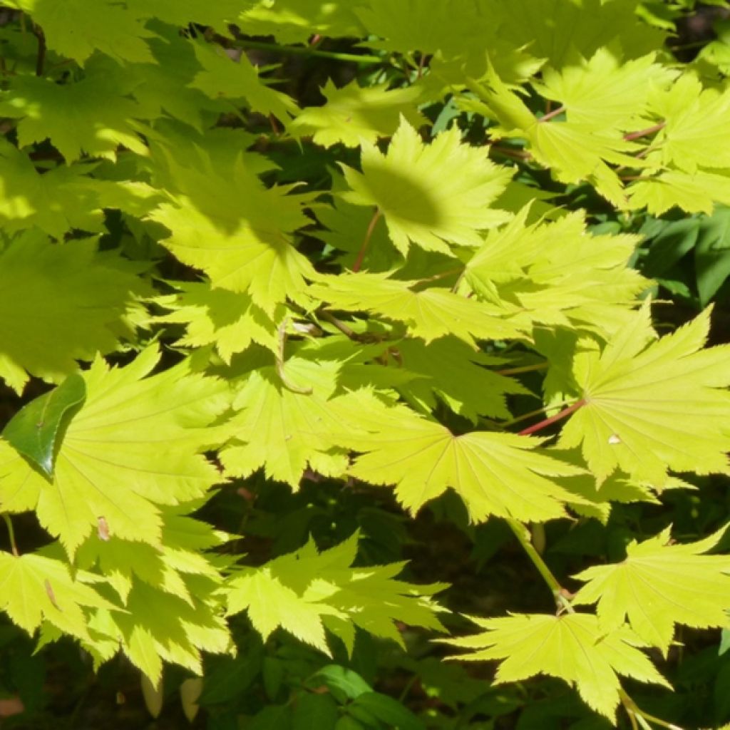 Érable du Japon - Acer shirasawanum Aureum
