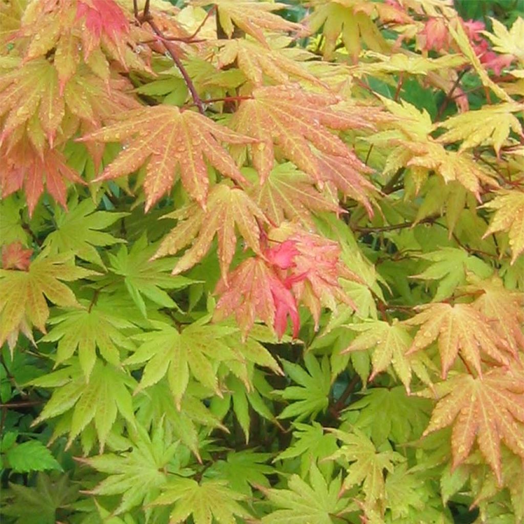 Erable du Japon - Acer shirasawanum Autumn moon