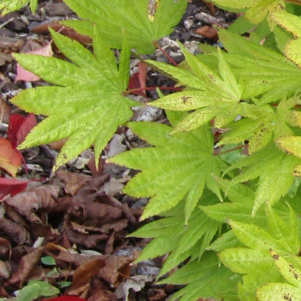 Erable du Japon - Acer shirasawanum Moonrise.