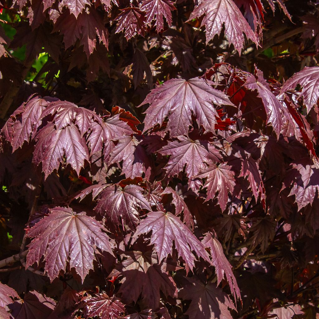 Acer platanoides Crimson Sentry - Érable plane