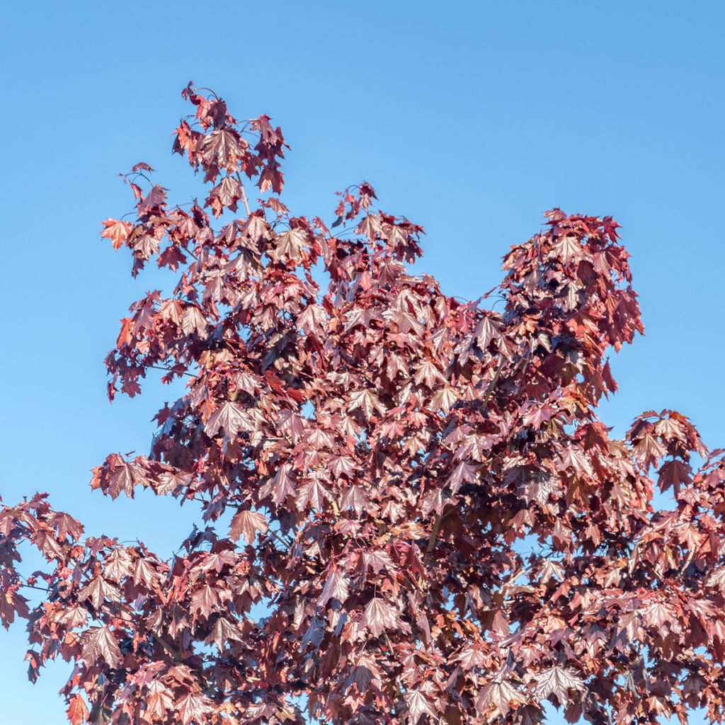 Acer platanoides Crimson Sentry - Érable plane
