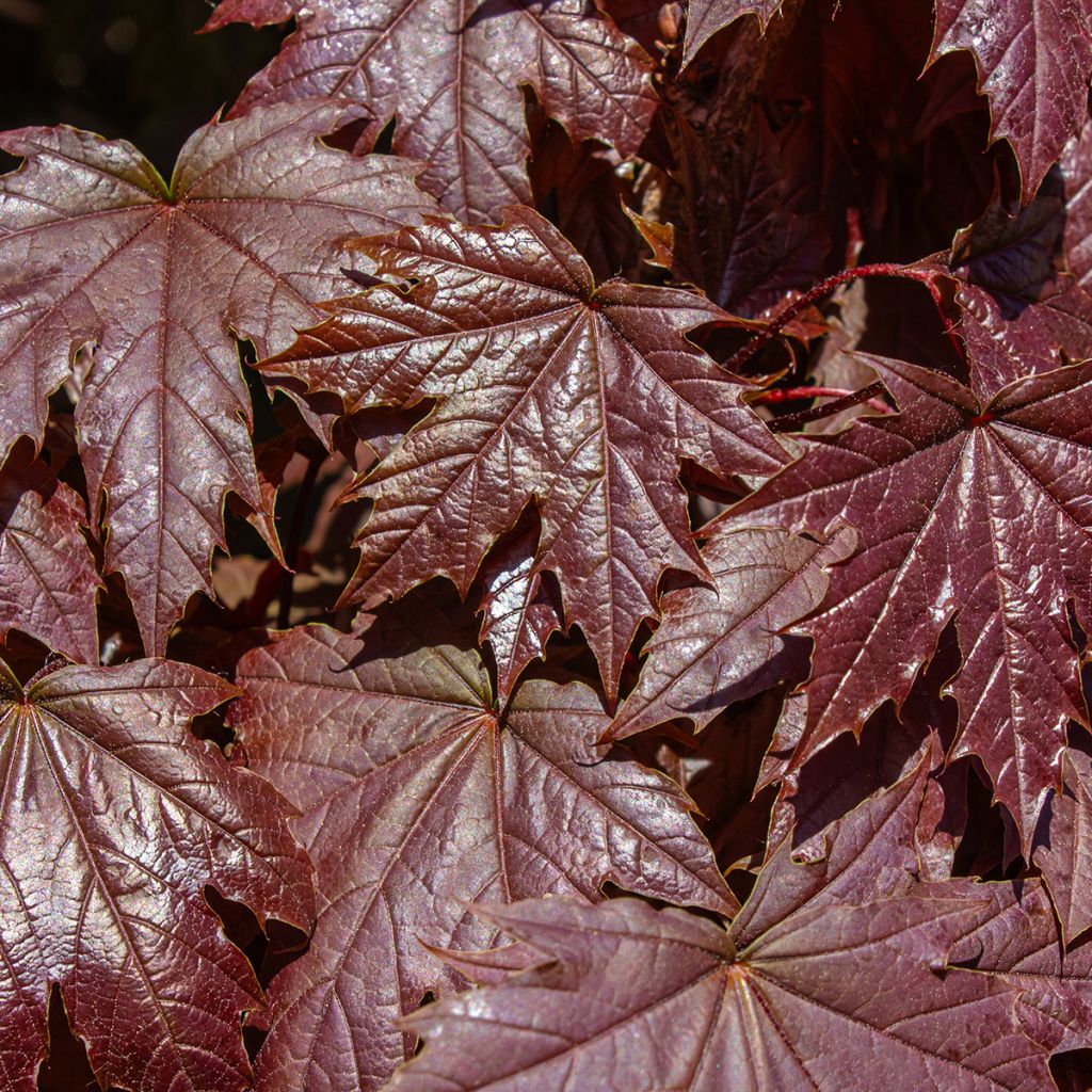 Acer platanoides Crimson Sentry - Érable plane