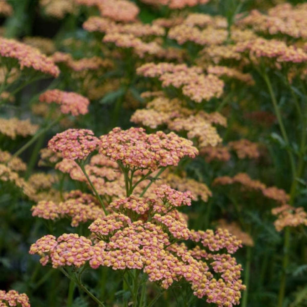 Achillée - Achillea millefolium Walter Funcke