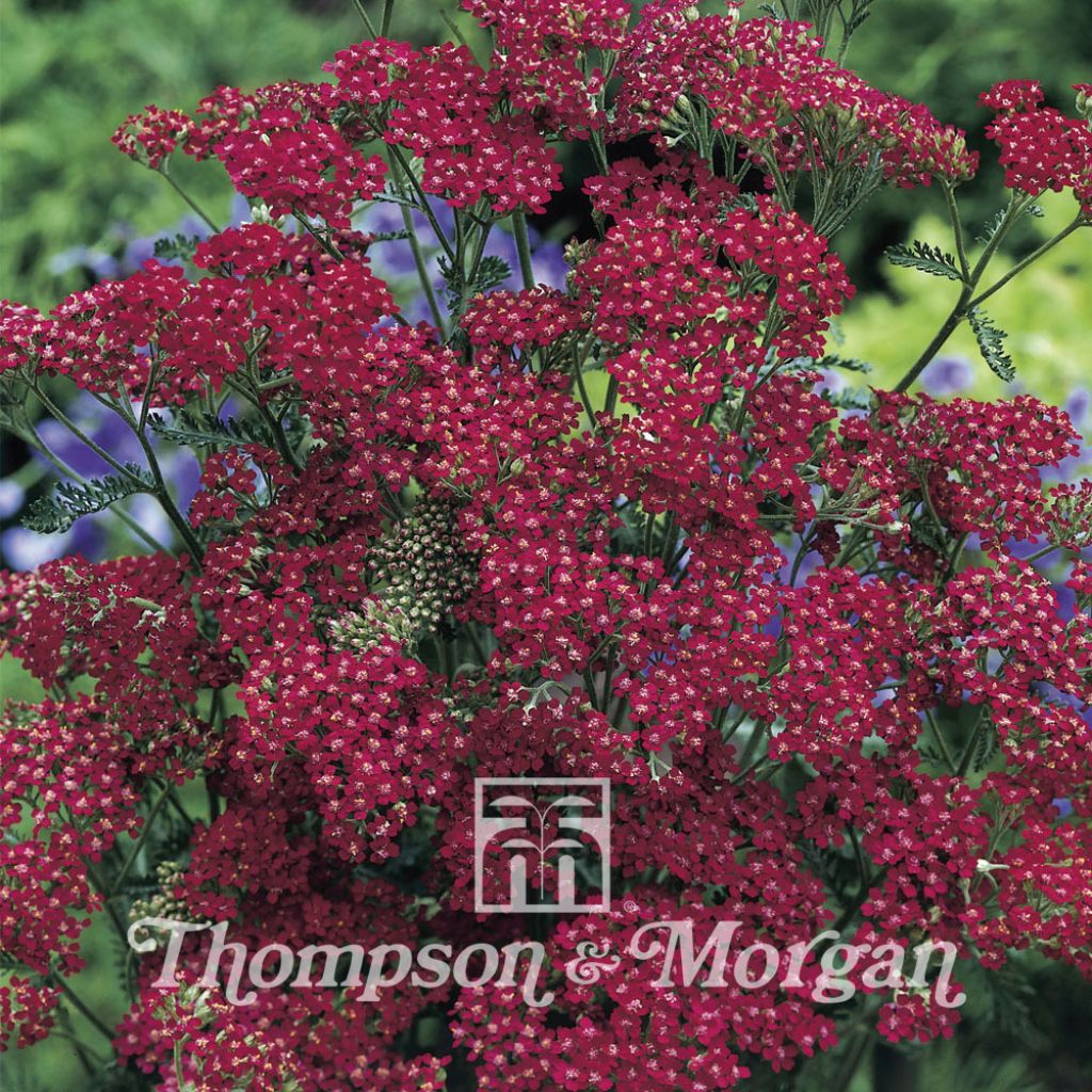 Graines d'Achillea Millefolium Cassis - Achillée millefeuille rouge cerise