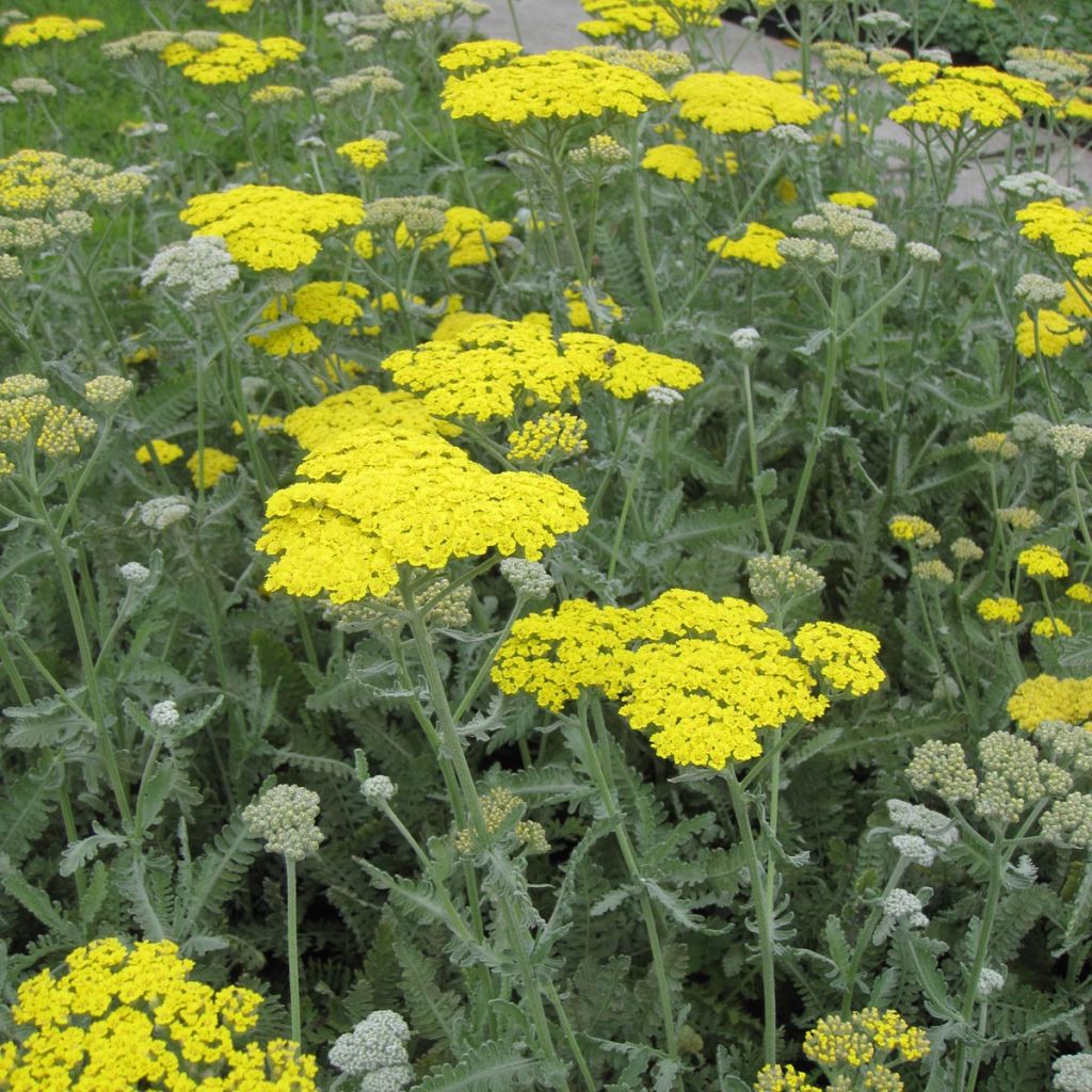 Achillea Moonshine - Achillée jaune d'or