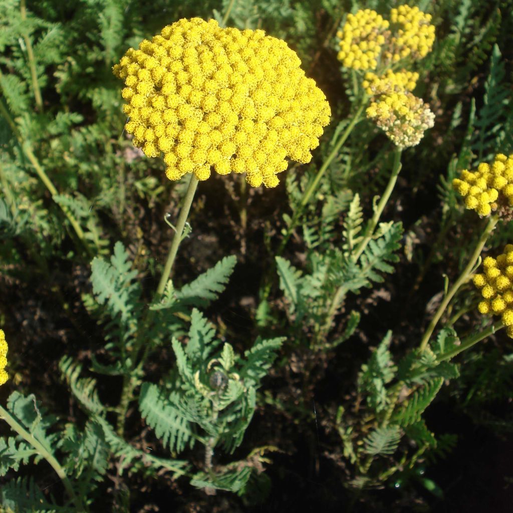 Achillée - Achillea Parker's Variety