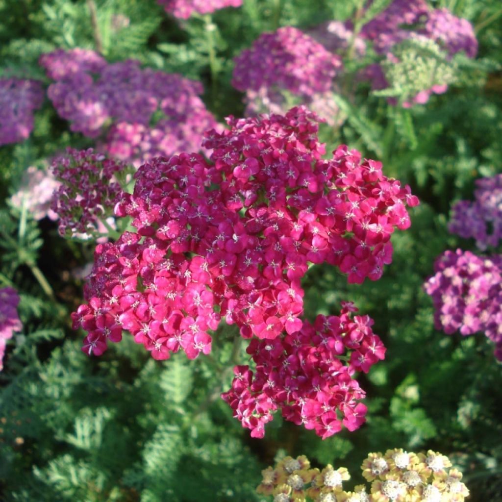 Achillée - Achillea millefolium Saucy Seduction®