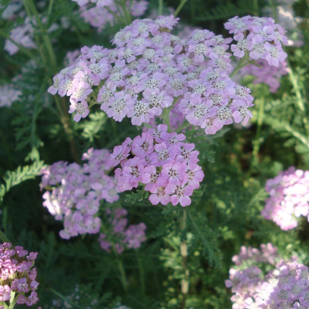 Achillea millefolium Wonderful Wampee - Achillée millefeuille rose changeant