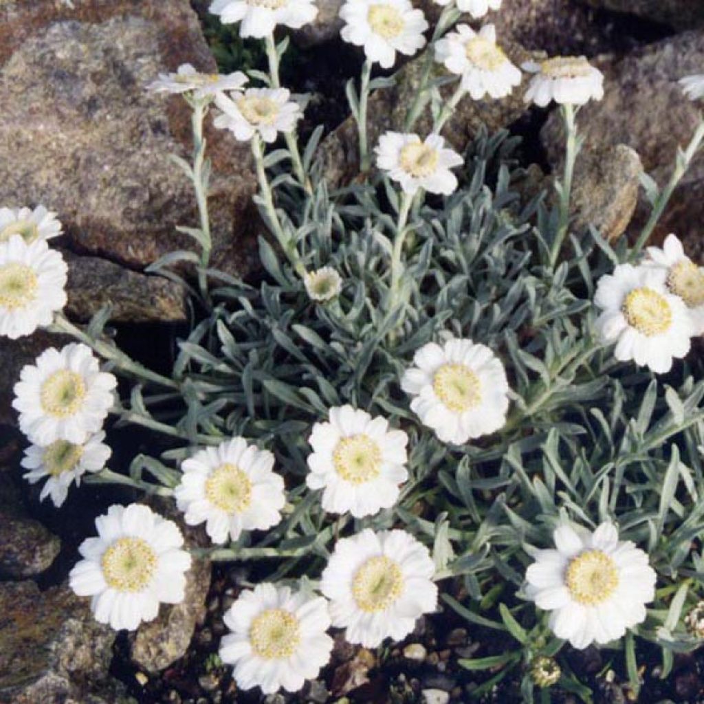 Achillea ageratifolia - Achillée à feuilles d'agérate